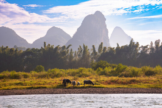 Li river landscape with crast hills in rural China. Herd of cows