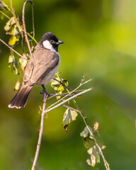 White Cheek Bulbul