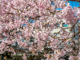 Full blooming cherry blossom tree, sakura blooming, in spring season all the town in Takayama, Japan, under clear blue sky
