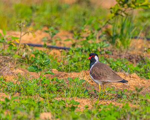 A red wattled lapwing