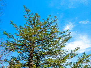 Evergreen tree in spring season in Japan under blue sky