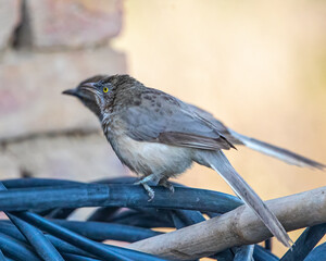 jungle babbler
