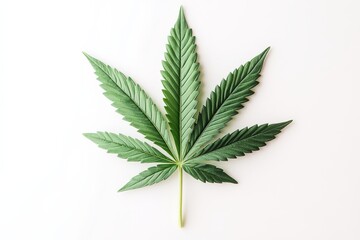 A vibrant green cannabis leaf displayed against a white background, showcasing its distinct serrated edges and healthy appearance.