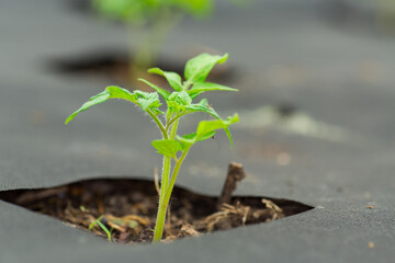 young sprouted tomato plant with several leaves growing out of the ground