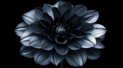 Dark Blue Dahlia Flower Isolated On Black Background