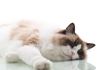 Happy beautiful Ragdoll cat isolated on white background