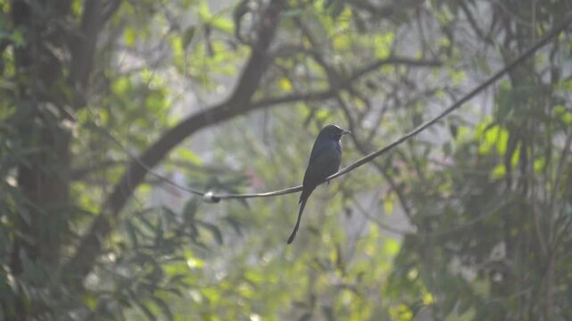 The Black Drongo (Dicrurus macrocercus) is a glossy black, agile, fork-tailed bird known for its aggressive nature, melodious calls, insectivorous diet, and fearless defense of territory.