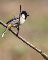 White Cheek Bulbul