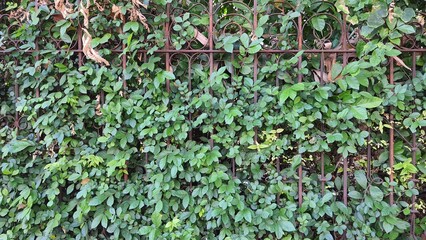 Iron fence with green trees growing on it. Old vintage red iron fence. Background image. Texture.