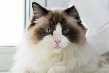 Portrait of a beautiful Ragdoll cat in a home environment