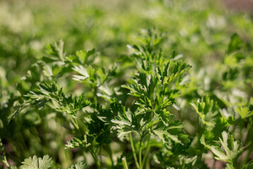 Lush Green Cilantro Leaves Growing Vibrantly in a Sunny Garden During Springtime