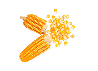 Dry corn seedisolated on white
