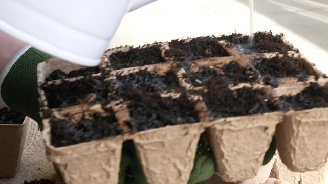 watering small compostable pots of soil for planting seeds, gardening video