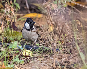 White Cheek Bulbul