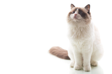 Fluffy Ragdoll pet with expressive look, isolated on white background