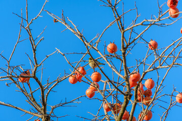 熟した柿と青空に映えるメジロ
