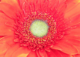 Macro of red Gerber Daisy close ip, sunny weather, nobody