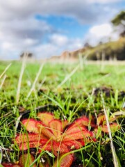 Plante grasse rouge et orange dans l’herbe