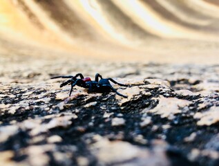 Araignée australie