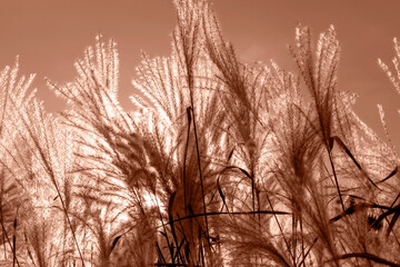 Fluffy soft Mikantus against sun against sky. Natural Mocha brown background. Selective focus. Demonstrating color of 2025 year