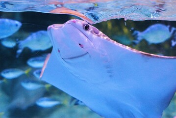 close up of manta ray fish with smiley face © Irfan_setiawan
