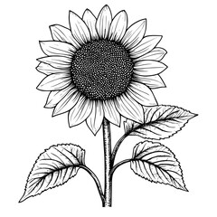 Detailed black and white illustration of a sunflower with large leaves and a prominent central disc flower. Generative AI