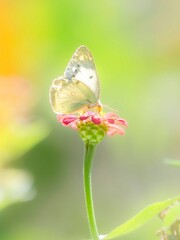 秋の公園や花壇を彩るコスモス（キバナコスモス）のある風景。コスモスとモンキチョウ。背景。自然風景素材。