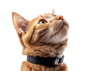 Curious orange cat gazing upward animal portrait minimalist style close-up view whimsy
