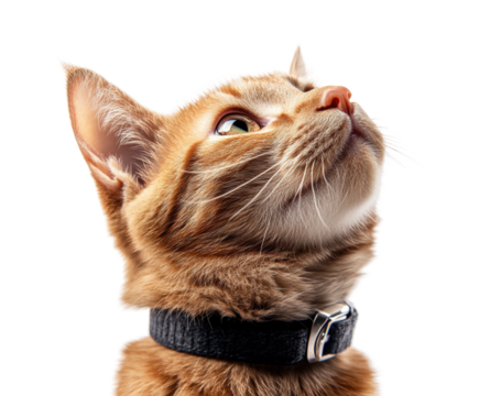 Curious orange cat gazing upward animal portrait minimalist style close-up view whimsy
