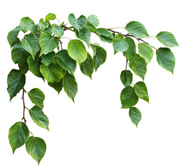 A lush, Green ivy climbing plant with heart-shaped leaves, The plant appears healthy and dense, with many stems. isolated over transparent background, PNG cut-out