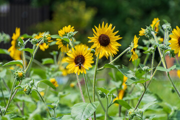 夏空の下で咲き誇るヒマワリ