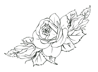 Elegant bouquet of roses, hand drawn illustration in line art. Realistic floral design in black and white style for logo, label, print, poster. isolated