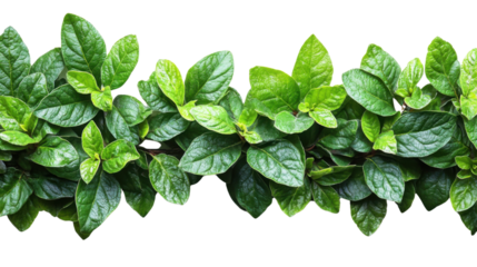 green leaves shrubs upper border isolated on white background 