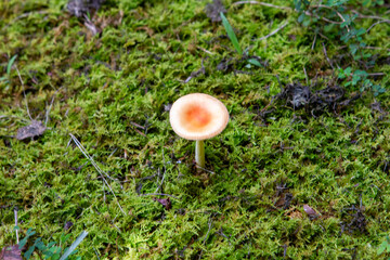 Wild mushrooms in the enchanted forest