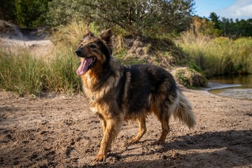 Happy dog on a sandy beach with greenery.