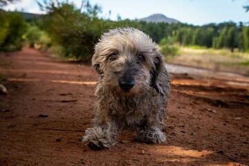 Scruffy dog on a forest path