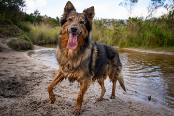 Happy dog on a sandy riverbank.