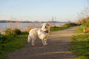 Chien Montagne des Pyrénées, Patou en balade