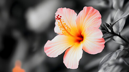 
A black-and-white image of a blooming flower with selective color highlighting, flower of a hibiscus