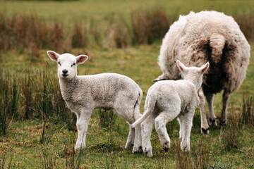 Fototapeta premium Sheep lamb conservation grazing 
