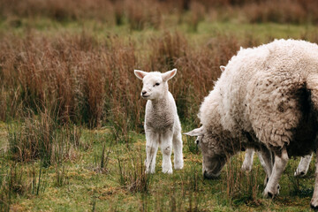Sheep lamb conservation grazing 