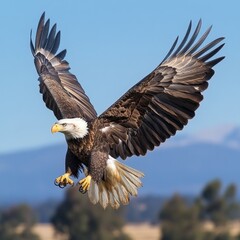 Obraz premium A majestic bald eagle soaring mid-flight over a lush forest under clear blue skies. Captures freedom and strength, perfect for nature or patriotic themes.