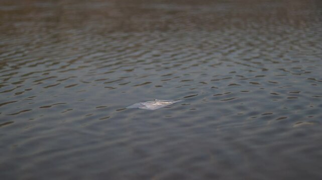 paper on the river