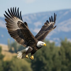 Obraz premium A majestic bald eagle soaring mid-flight over a lush forest under clear blue skies. Captures freedom and strength, perfect for nature or patriotic themes.