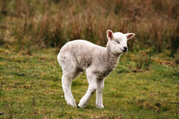 Obraz premium Sheep lamb conservation grazing 