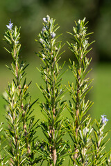 Gros plan de branches de romarin