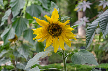 Detail of a sunflower blossom