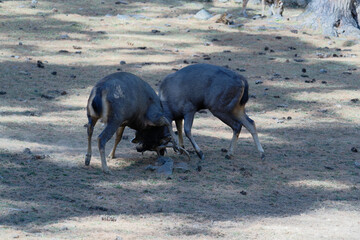 Fighting Stag