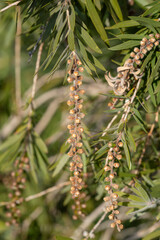 Gros plan de graines de callistemon en hiver