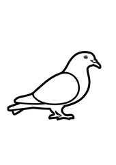 pigeon line art, illustration line art Pro Vector.a columbidae, illustration line art Pro Vector



